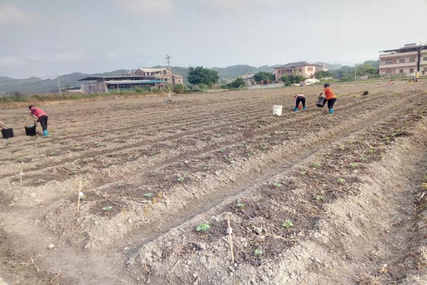 强惠苦瓜种植基地