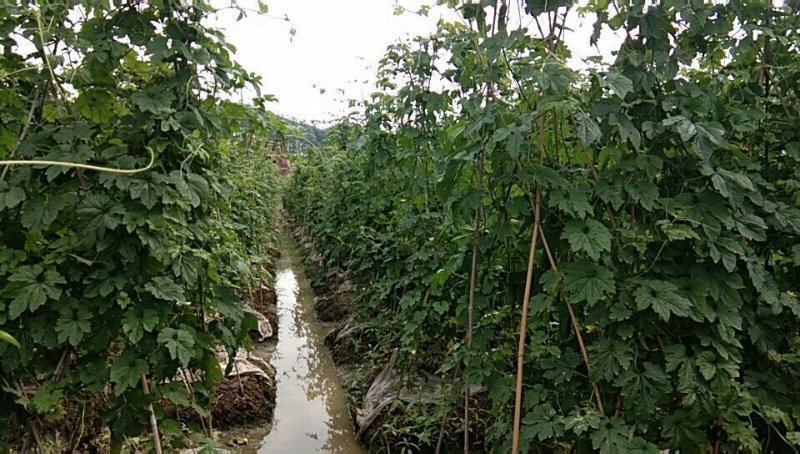 强惠苦瓜种植基地