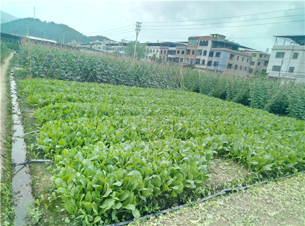 无公害蔬菜