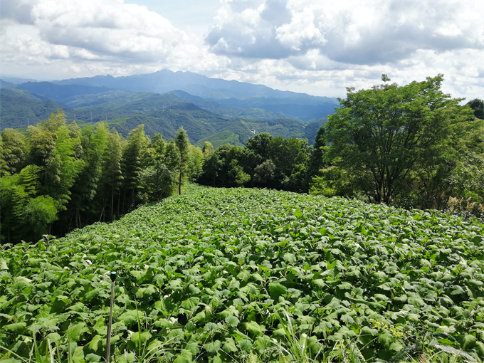 种植基地